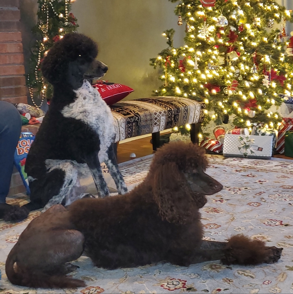 Meet your Fellow Posher